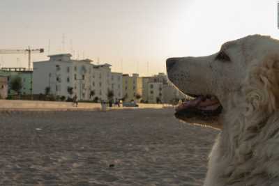 Ama il mare e i bagni al tramonto: � Henry, la bianca mascotte del rione San Girolamo